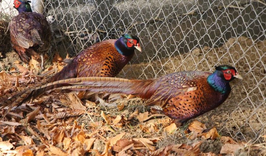 Osmanlı mutfağının gözdesi Sülün, Amasya Üniversitesi’nde üretildi