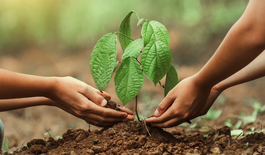 Bu yıl 550 milyona yakın fidan toprakla buluşacak