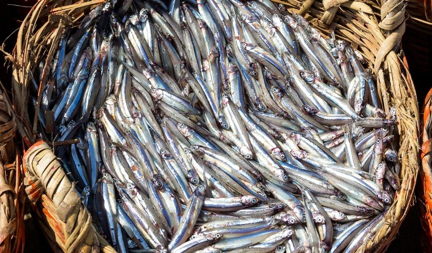 Doğu Karadeniz’den 10 ayda 29 ülkeye su ürünü ihracatı