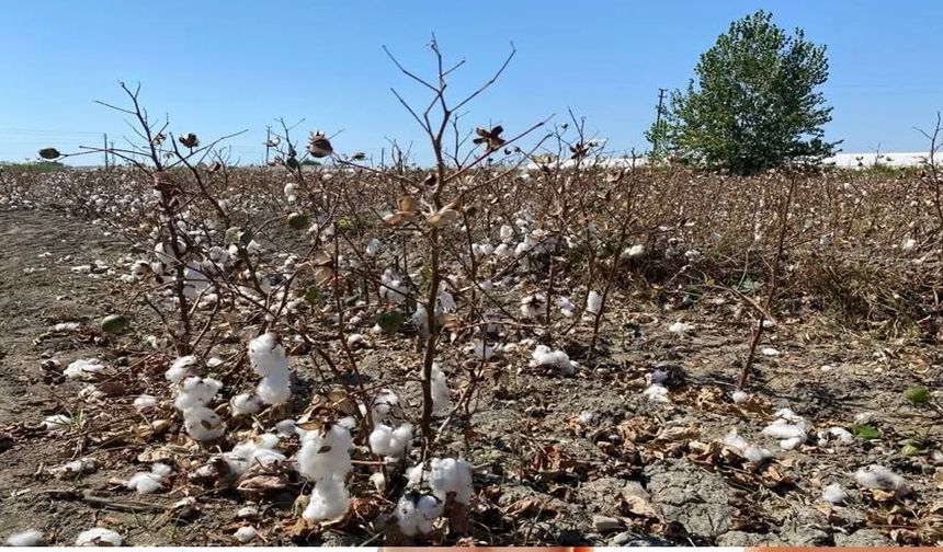 Antalya’da pamuk tarlalarında büyük kayıp