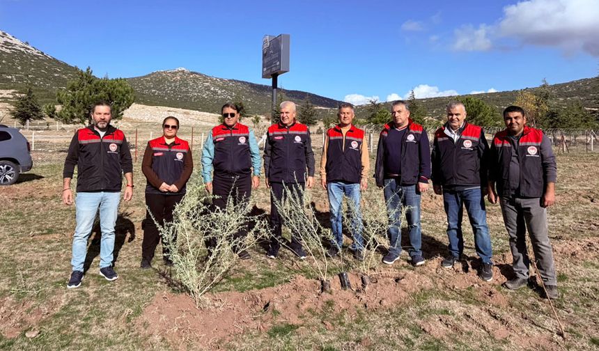 Isparta’da meralar güçleniyor: 33 bin tuz çalısı toprakla buluştu