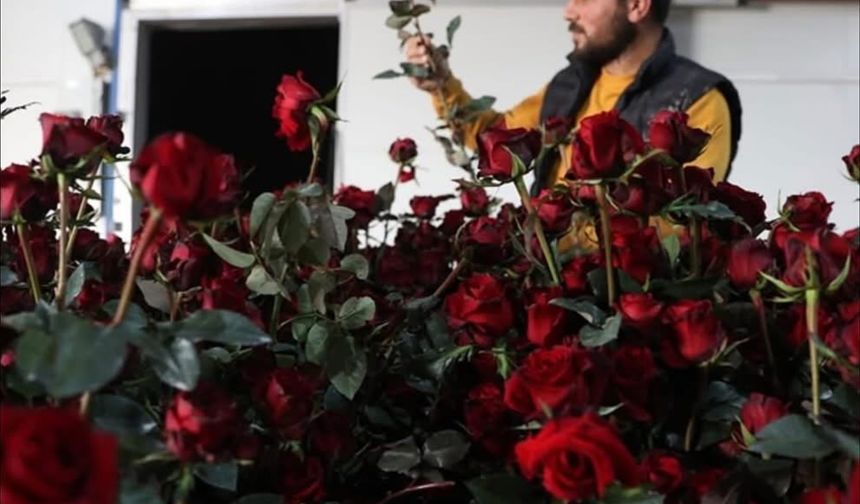 Elmalı Yaylası’nda Gül serasıyla tarımda yeni dönem