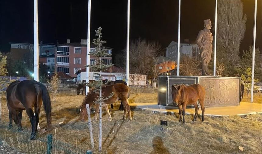 Ardahan’da yılkı atları şehre indi