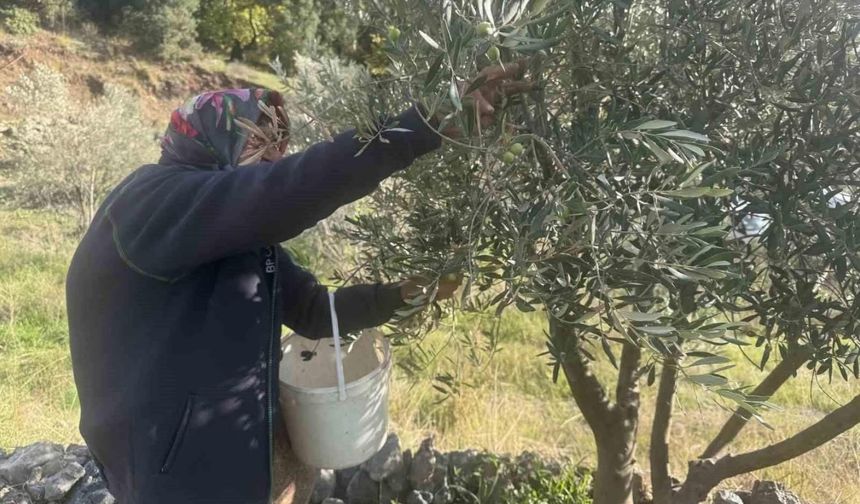 88’lik Emine nine zeytin hasadında rekor kırıyor