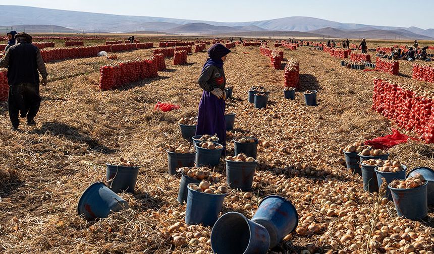 Karatay’da soğan hasadı başladı