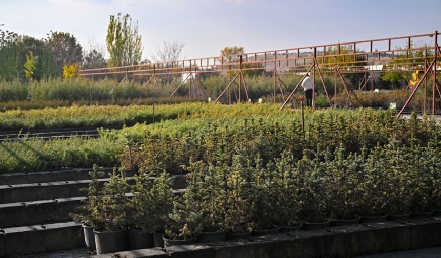 “Geleceğe Nefes” 6 yılda 34 milyon fidanı yeşillendirdi