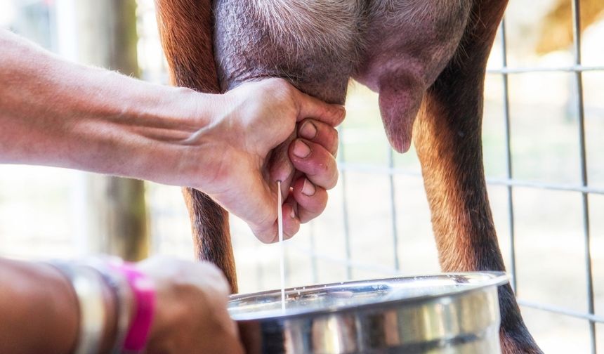 Şap krizi süt üretimini vurdu: Eylül ayında üretim düştü