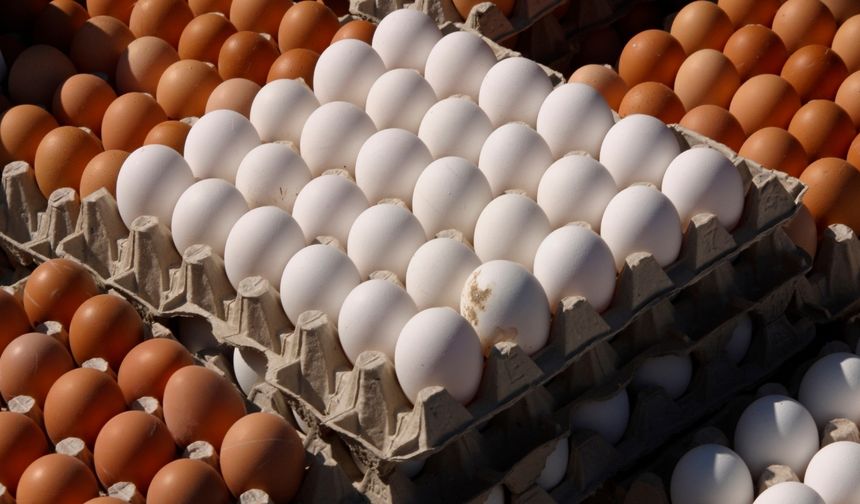 Tavuk eti üretimi artışta, yumurtada gerileme sürüyor