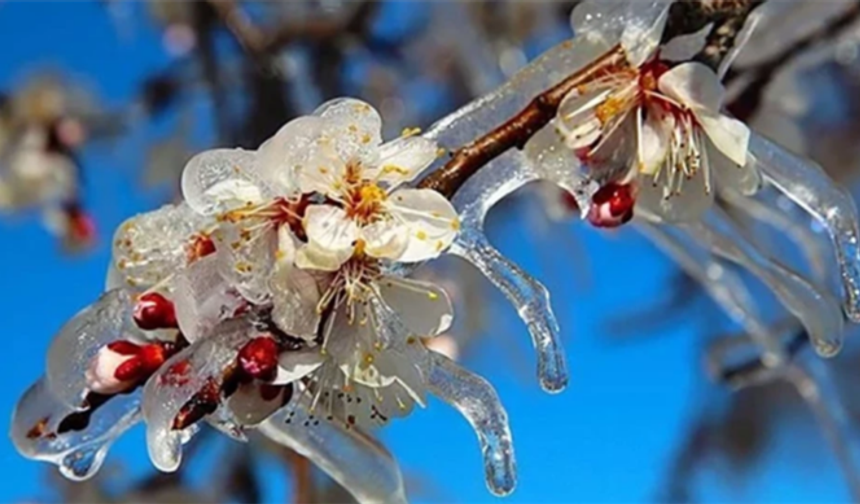 Zirai Don'dan Etkilenen Ürünlere yeni destekleme ödemesi
