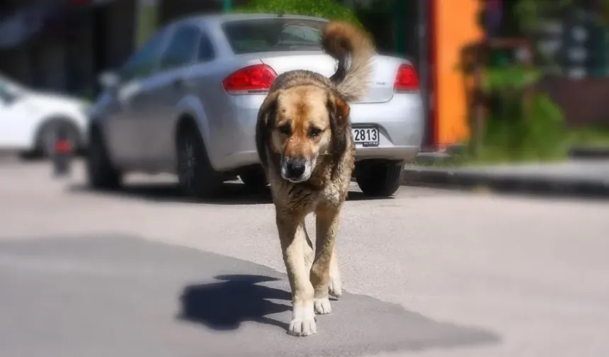 Adana’da başıboş sokak köpekleri toplanıyor...