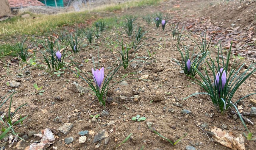 Kralların Baharatı Kırıkkale’de toprakla buluştu