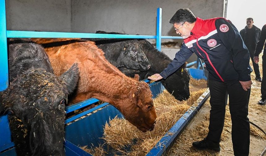 Kırmızı et üretimini artıracak proje sonuç vermeye başladı