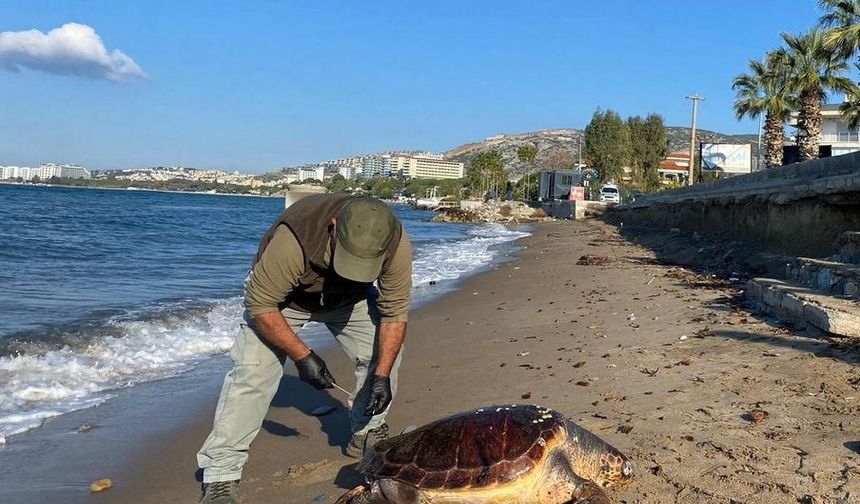 Kuşadası'nda 3 deniz kaplumbağası ölü bulundu