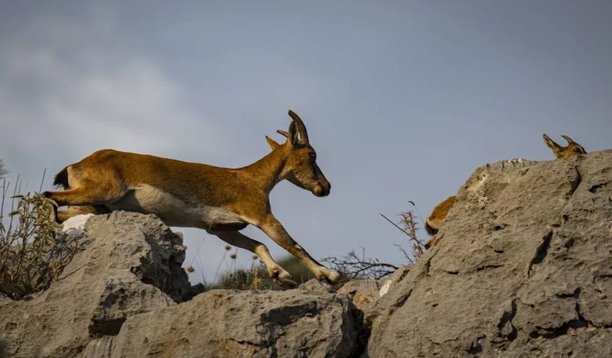 Antalya’da yaban keçisi avcılığına rekor ceza!