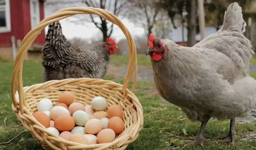 Tavuk eti üretimi artarken yumurta azaldı