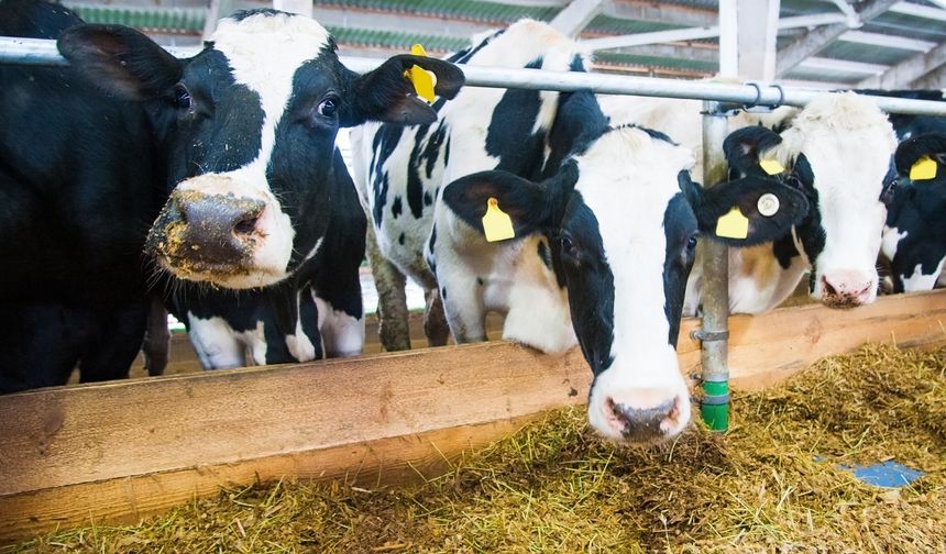 Süt üretiminde düşüş sürüyor: İşletmelerin topladığı süt miktarı azaldı