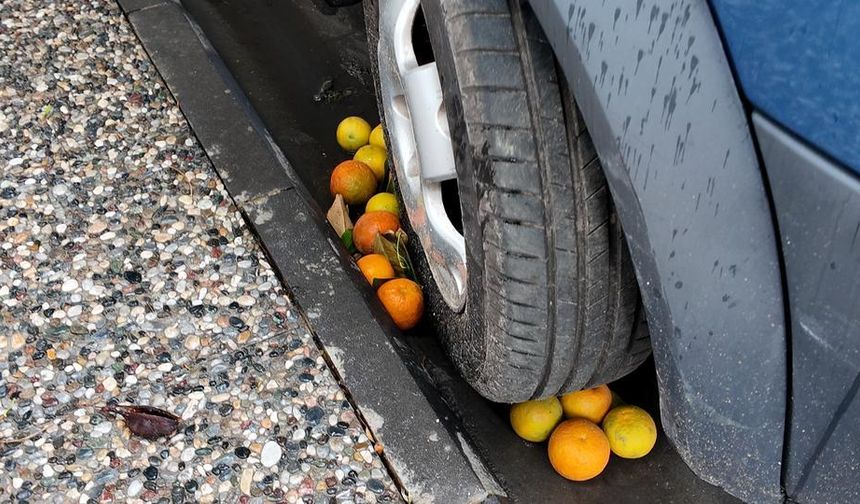 Aydın'da tonlarca milli servet çöpe gidiyor