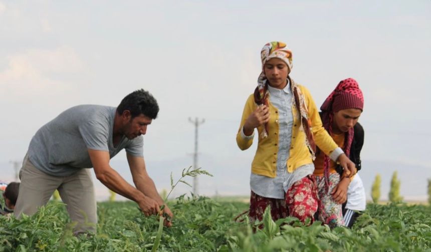 Tarım işçileri için 2026 yevmiye tavsiyesi açıklandı