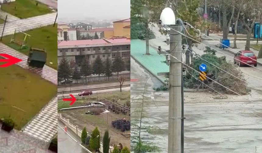 Şiddetli rüzgarda ağaçlar devrildi kamelyalar uçtu
