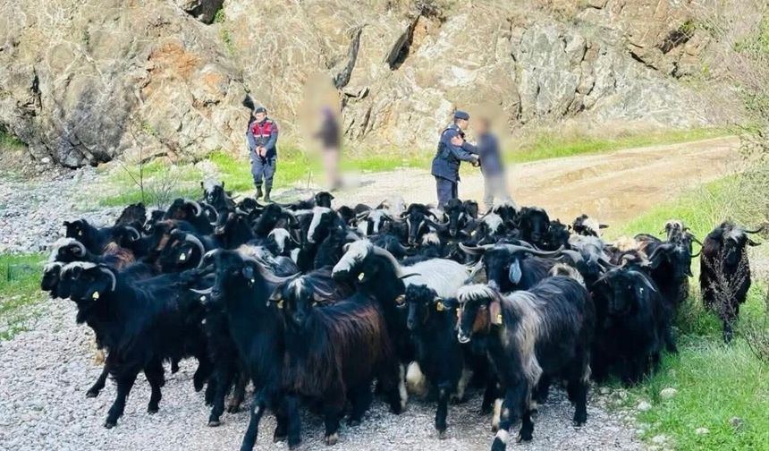 Aksu’da kayıp 55 keçi bulundu