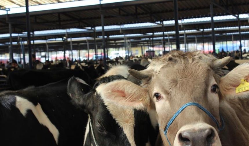 Burdur Canlı Hayvan Pazarı üreticilere yeniden kapılarını açtı