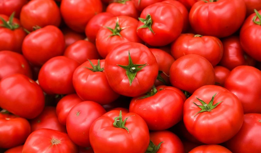 Domates ihracatı 2025’te 401 milyon doları aştı