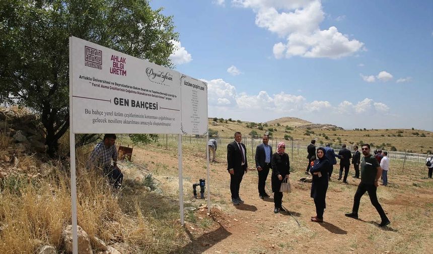 Asırlık üzümlerin genleri korunuyor!