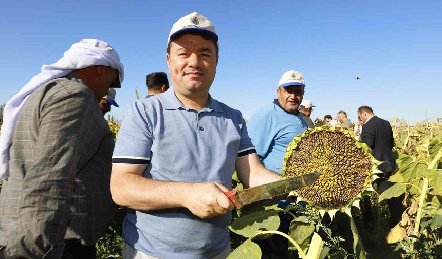 Aksaray’da ay çekirdeği hasadı başladı