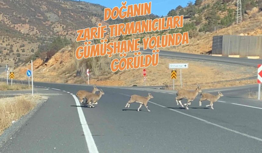 Doğanın zarif tırmanıcıları Gümüşhane yolunda görüldü